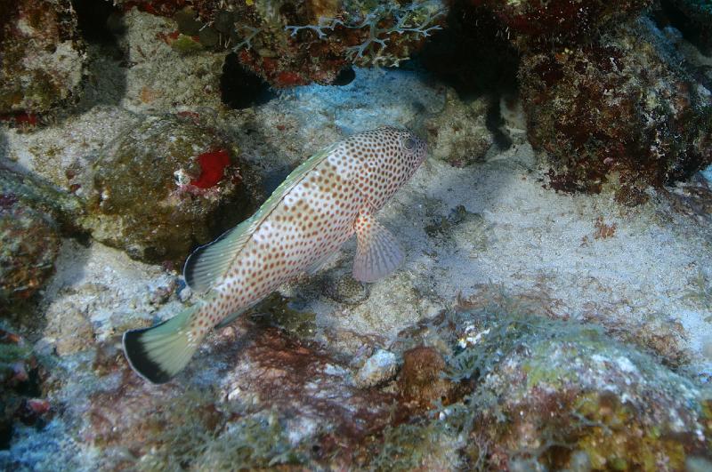 SABA bank expedition IMARES oct 2013_015.jpg